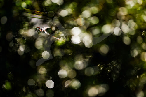 F1 Grand Prix of the Netherlands