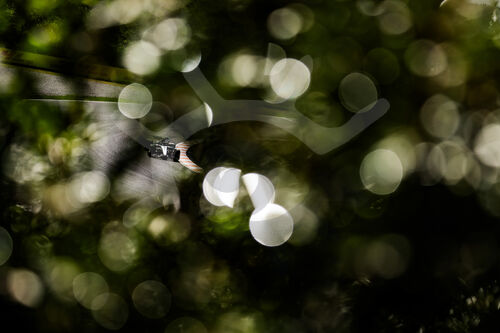 F1 Grand Prix of the Netherlands