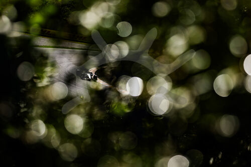 F1 Grand Prix of the Netherlands