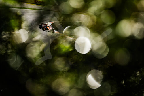 F1 Grand Prix of the Netherlands