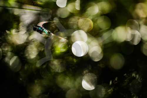 F1 Grand Prix of the Netherlands