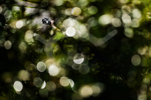 F1 Grand Prix of the Netherlands