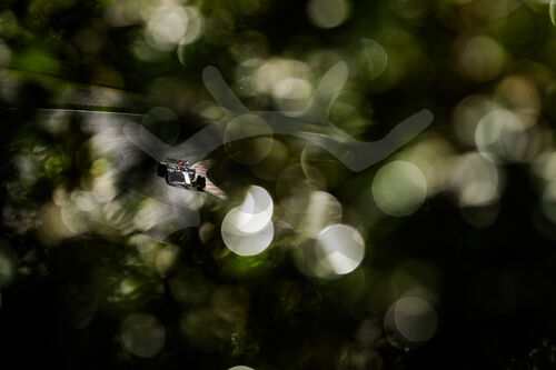 F1 Grand Prix of the Netherlands