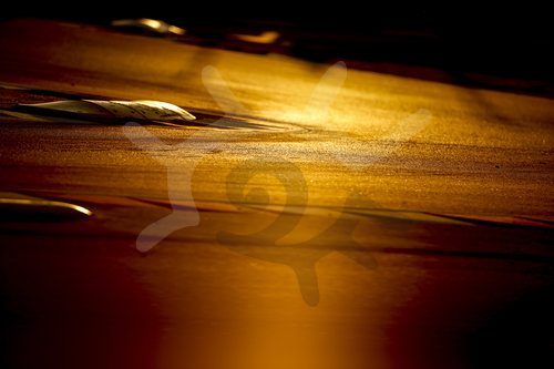 Motorsports: FIA Formula One World Championship 2020, Preseason Testing in Barcelona